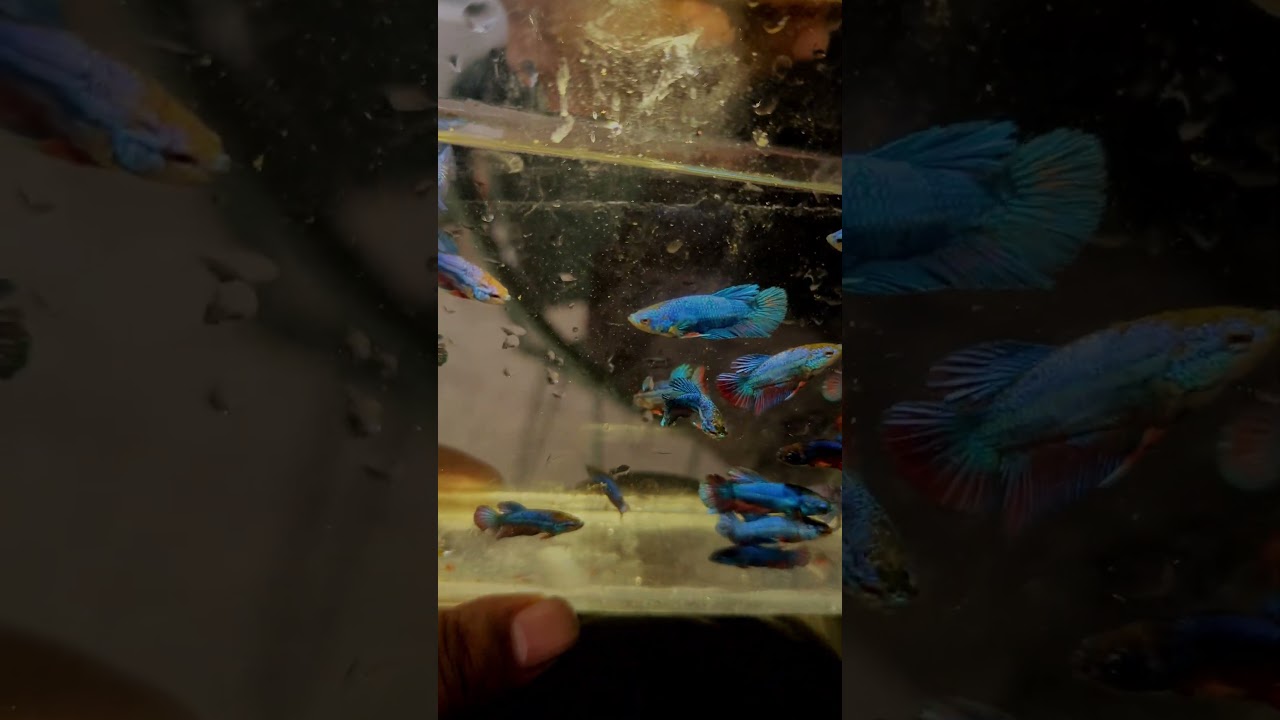 Fancy Jokerface Plaket Jaring Size Betta