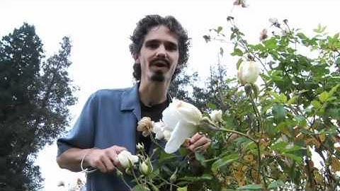 Composition Rules - Photography for Kids: The Video Guide