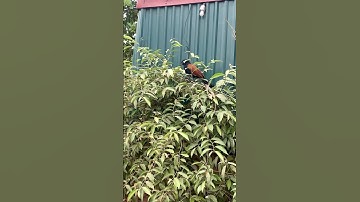 loài chim bắt rắn về cheo trên cây #snake #shortvideo #shorts_ #cobra #kingkobra