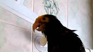 Apollo the Amazing Amazon Parrot Singing and Talking in the Shower