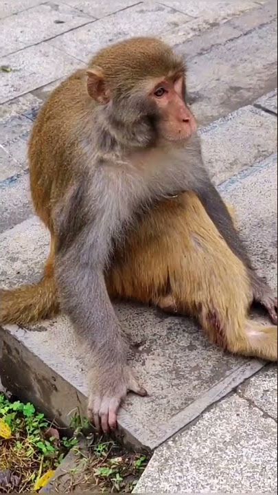 Lovely Baby Monkey Real Life.
