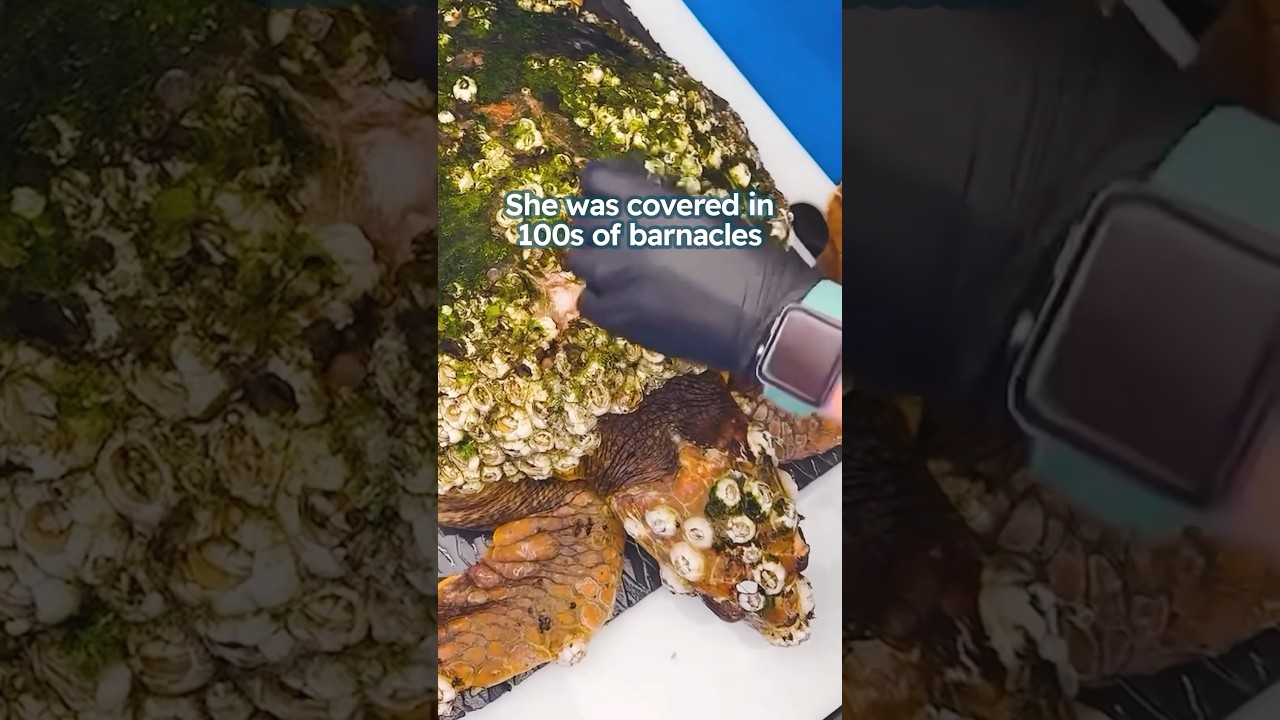 Turtle was covered in 100s of barnacles 