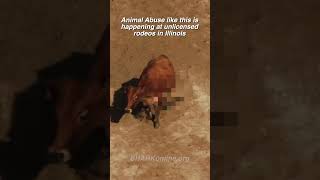 Unlicensed Rodeos Happening in Illinois