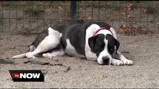 New laws in Hernando County enact stricter penalties for irresponsible pet owners