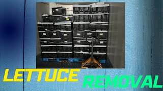 Lettuce Removal Columbus Ohio