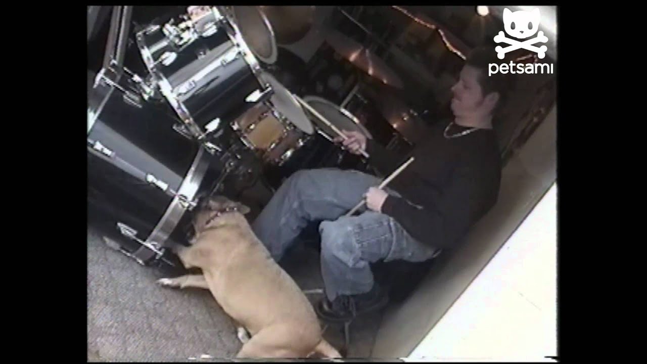Drumming dog rocks out YouTube