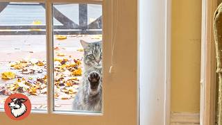 Feral Cat Waited Six Years Before She Finally Came Inside