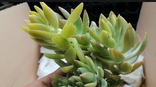 Second Unboxing of The Year! Struggles on Buying Plants Online. @growwithlynn5939 
