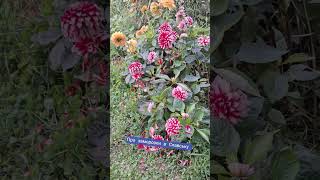 Про заморозки в Славську #Славсько #Віта_Арт #славсько_заморозки