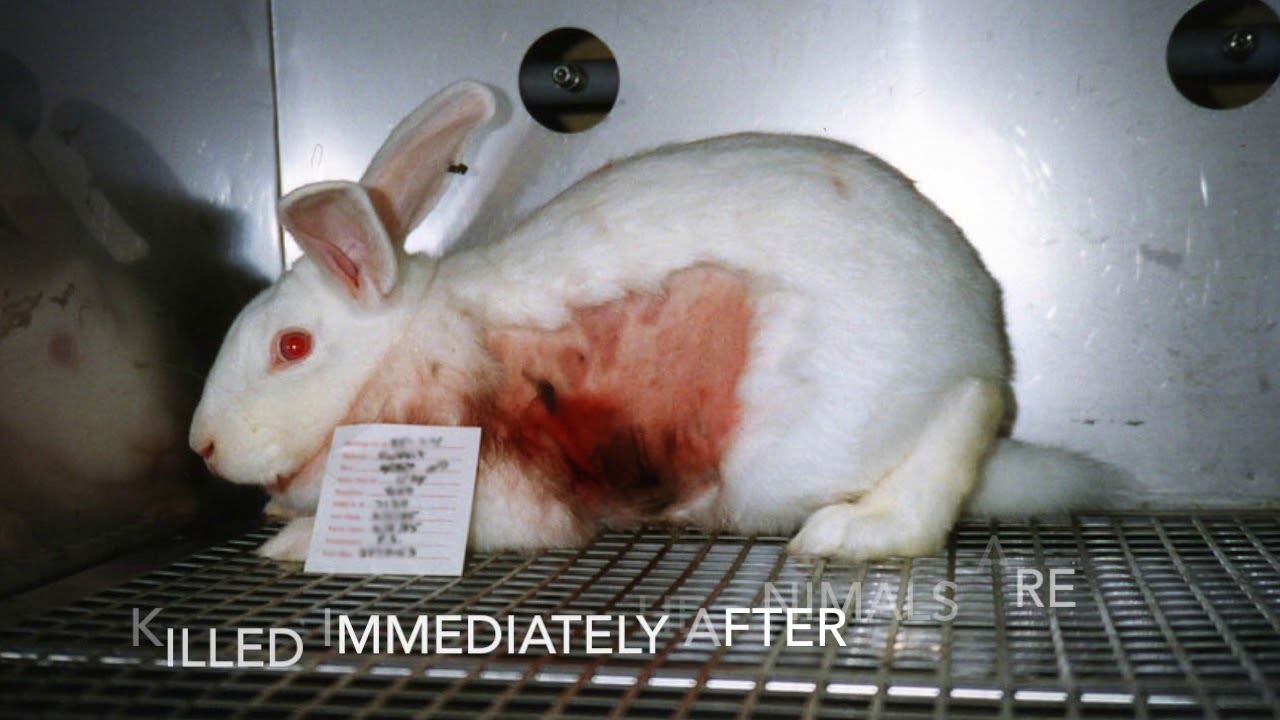 video argument - cosmetic testing on animals