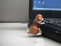 PC GADGET - Humping Dog