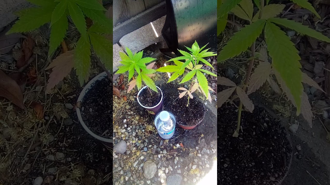 Purple Panty Droppers 