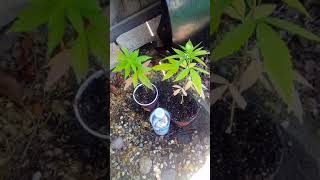 Purple Panty Droppers #BayArea #420 #PurpleWeed #Hazey