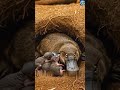 🦆 হাঁস না পশু? এই প্রাণী সবাইকে অবাক করে! #reels #trending #ytshorts #youtube #hashtag