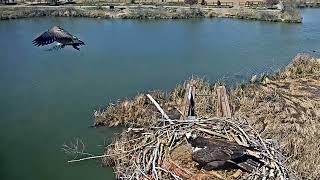 2022-05-10 Goose does a u-turn when it sees mom | Boulder County Osprey Cam