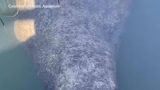 12 NEWS NOW: Manatee spotted in RI waters found dead offshore