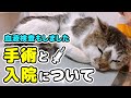 ささみの手術と入院についての記録
