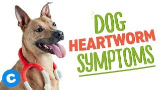 chewy dog heartworm