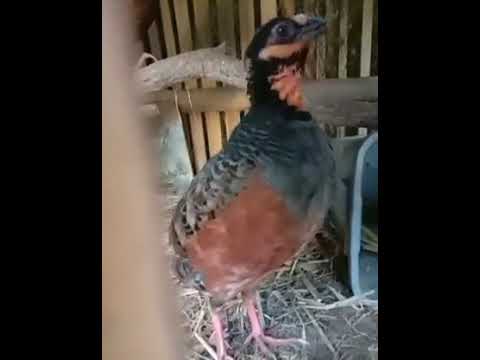 Suara burung puyuh gonggong betina