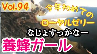 ”養蜂ガール” Vol.94 2020.4.11　今年初ローヤルゼリー！王台どうする？