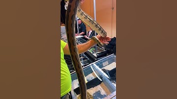 📐🐍 HUGE Carpet Python Circling Around Hand 🐍📐