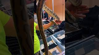 Famous 📐🐍 HUGE Carpet Python Circling Around Hand 🐍📐 Profile