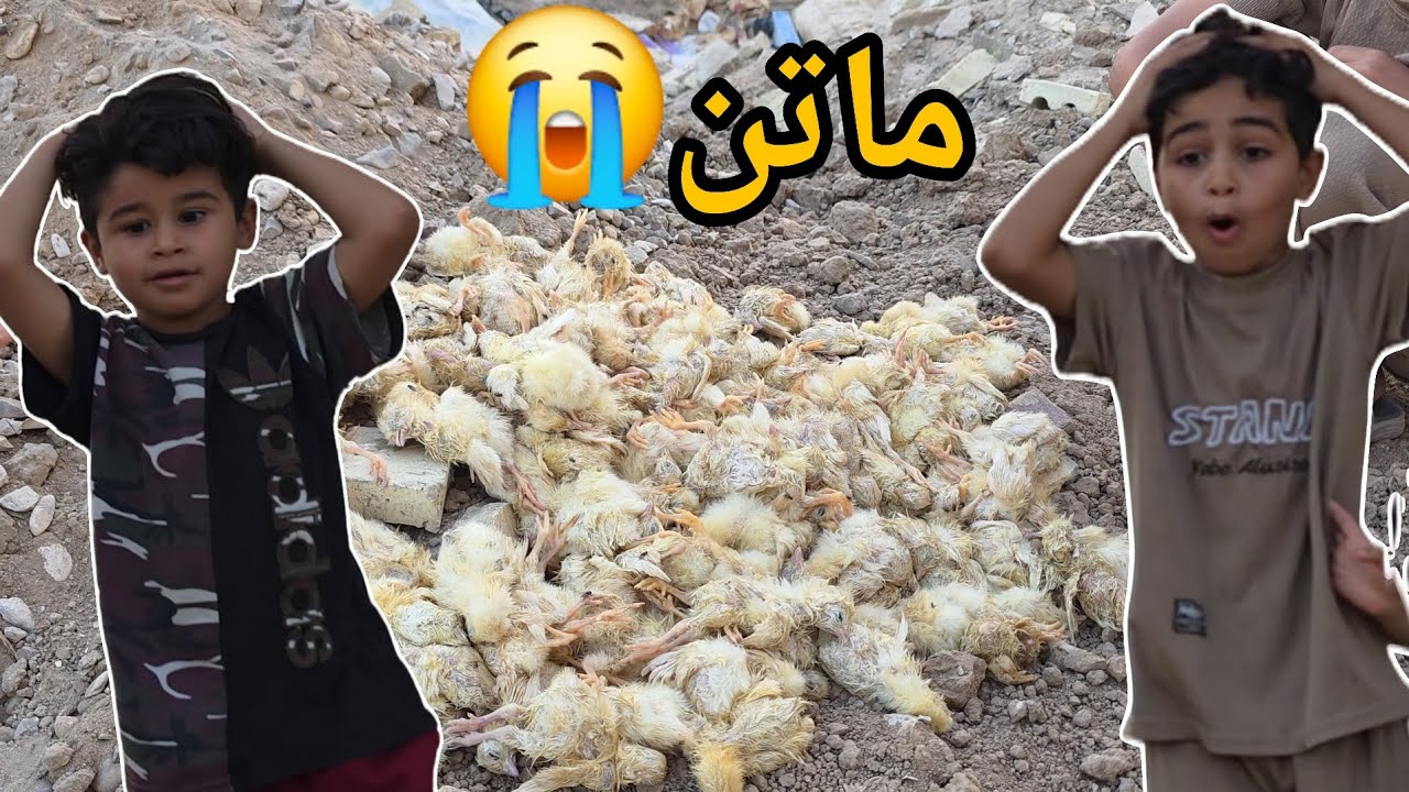 الكتاكيت ماتن نصهن 😭😪صدمة جقجوقة والكوري نكسر خاطرهم😔💔