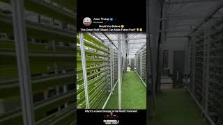 This Green Algae Could Power The Future 🌱⚡