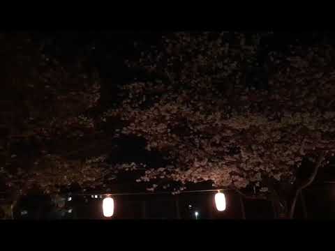 長渕剛 桜