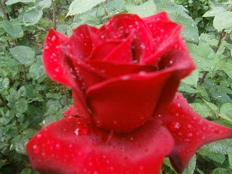 Размножение роз отводками. Как укоренить розу отводком? Размножение роз отводками. Как укоренить розу отводком?