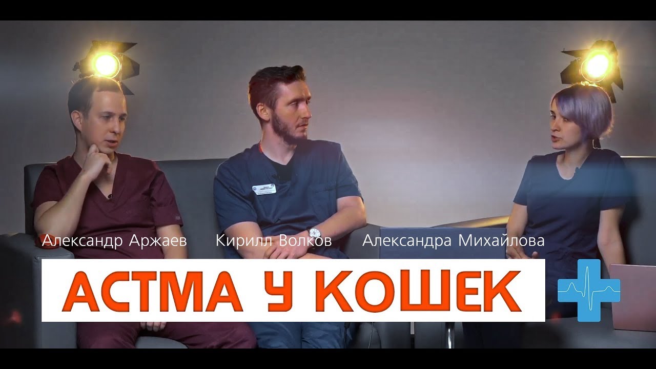 5 популярных вопросов про астму у кошек - YouTube