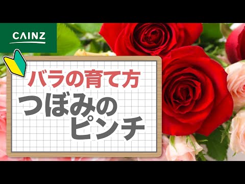 バラの育て方 ~つぼみのピンチ(つぼみの摘み取り)編~ - YouTube