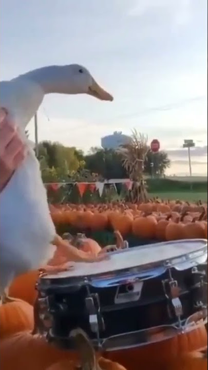drummer duck