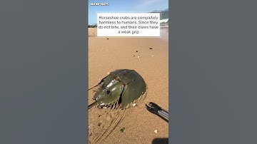 Horseshoe crab microfacts