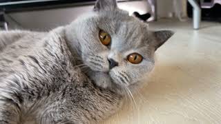 Sapphire the British shorthair cat plays with her string toy. Funny cat video!