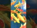 Animal #koi #morviews #seoguide #fish #morefish #seotips #sharkfeeding #koifish #seotutorial #moret