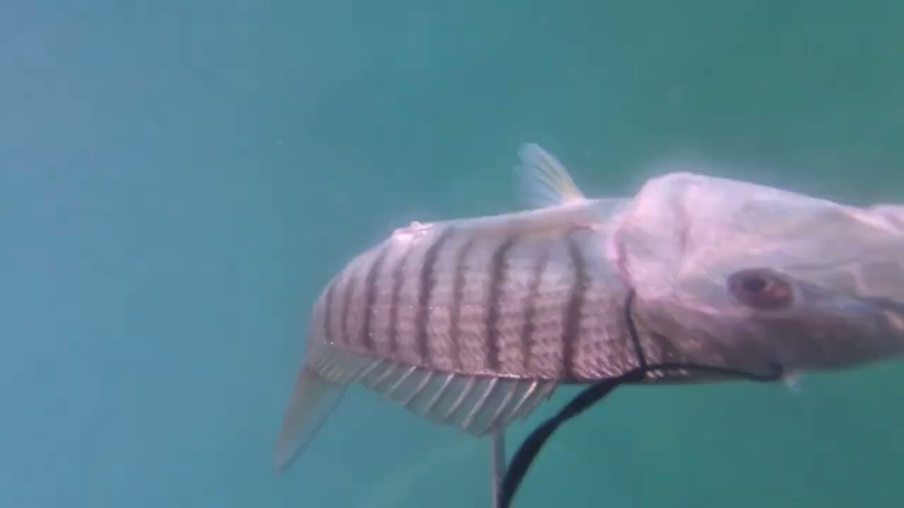 Boğaz'da Mırmır avına devam