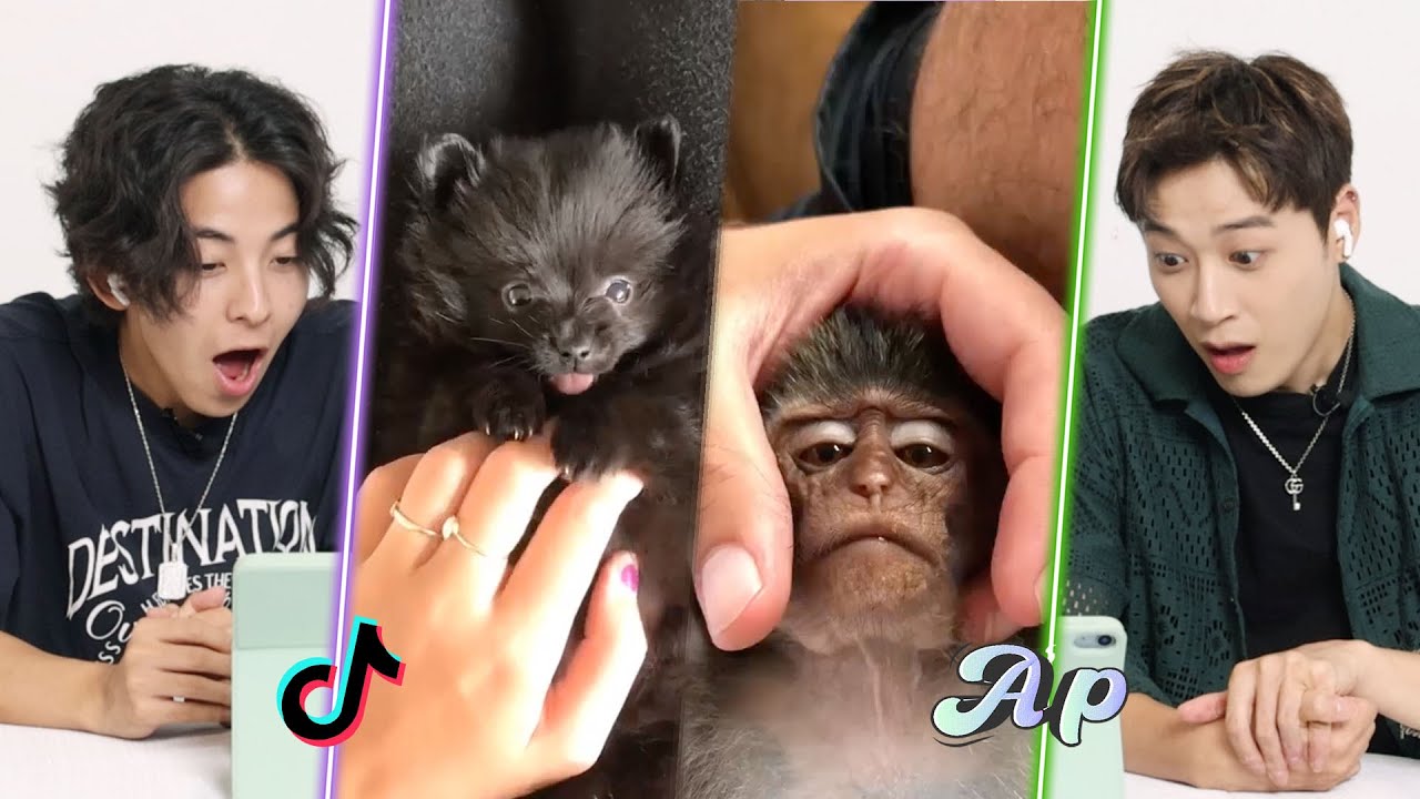 Корейские парни реагируют на самых странных домашних животных в мире в TikTok | асопо