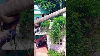 Tree#cutter#aravind#toptrending#kanyakumari8248851253