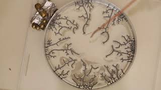 Self-Assembling Wires in Petri Dish with High Voltage