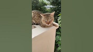 Thumbnail of #song #music #cover #cat #lyrics #adoptastray #moviemusic #funny #pop