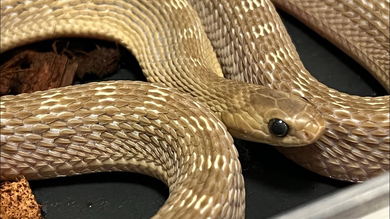 I'm changing the cage for my egg-eating snake because it's getting