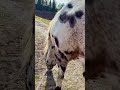 Гало радуга, радужные облака и конь #horsetraining #horse #equestrian #rainbow #horseshow #horses