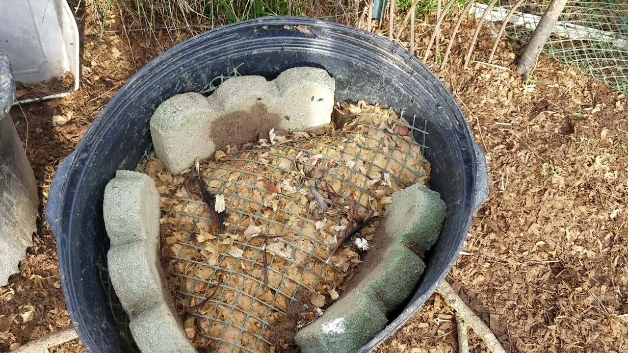 Flies on the maggot bucket YouTube