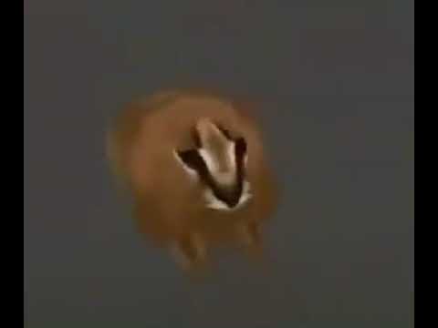 FLOPPA SPINNING - YouTube