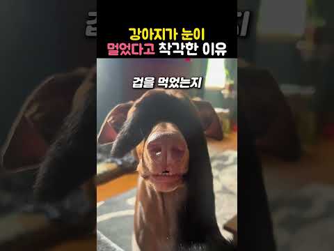 "엄마 나 안보여..." 갑자기 눈앞이 깜깜해진 강아지의 반응 #강아지 #댕댕이 #강아지영상 #강아지반응 #귀여운강아지 #강아지일상 thumbnail
