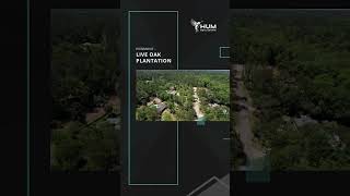 Piedmont - Live Oak Plantation, Tallahassee, Florida