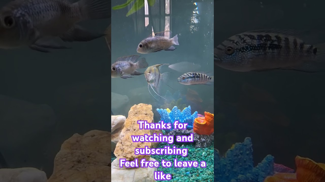 #cichlidtank