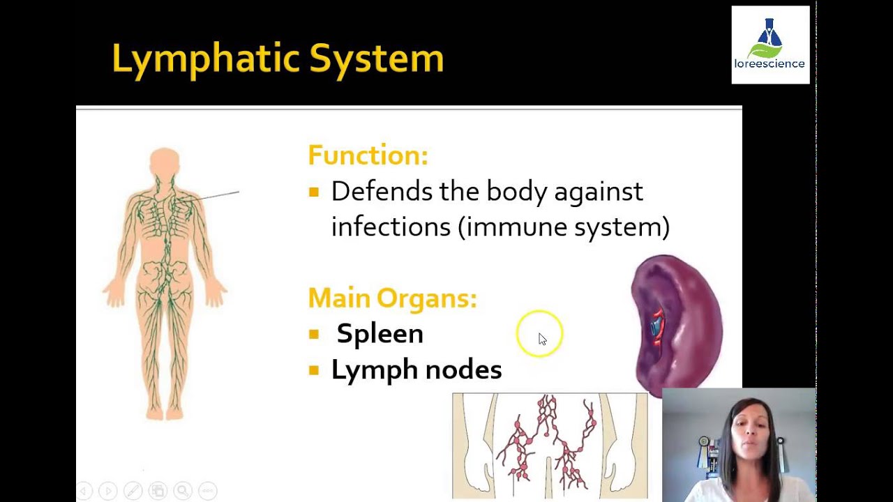 Organ Systems Part 1 - YouTube