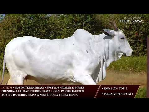 LOTE 35   EPCO 6035